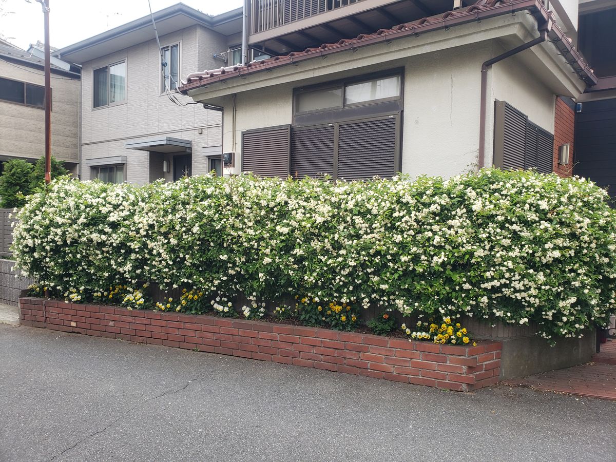 モッコウバラが満開 園芸日記by金子 明人 みんなの趣味の園芸