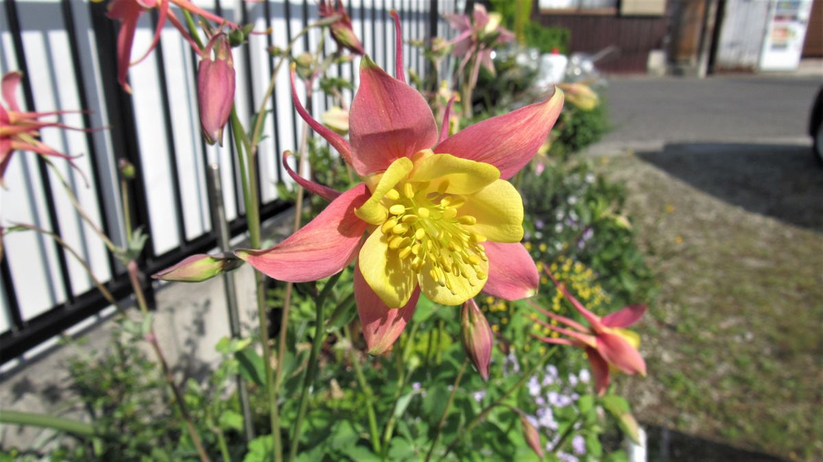 庭の花-実生西洋オダマキ