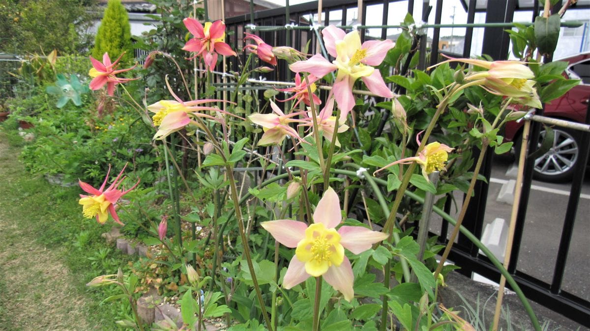 庭の花-実生西洋オダマキ