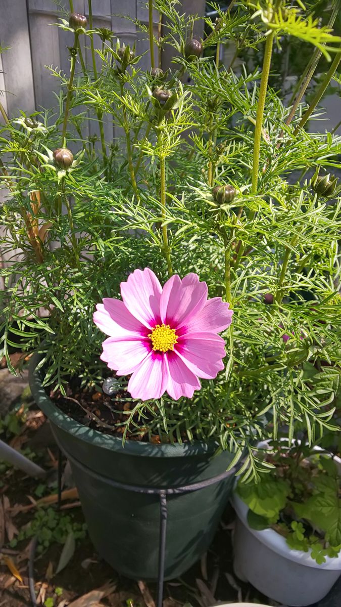 今朝の庭  ピンクのお花たち開花  ～  4月18日