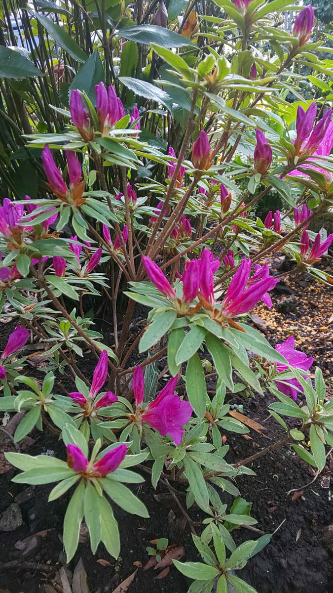 今朝の庭  ピンクのお花たち開花  ～  4月18日