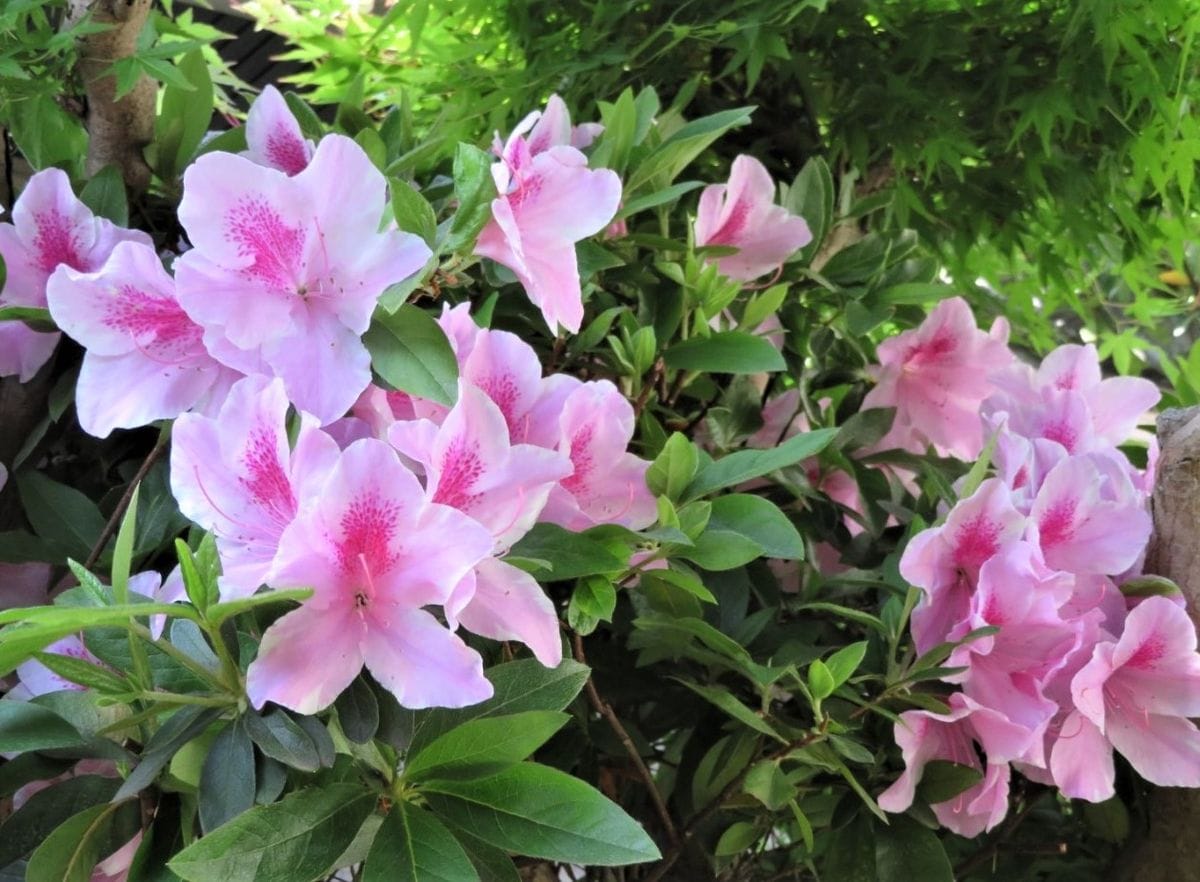 今日も花盛り🌺ツツジの花🌺