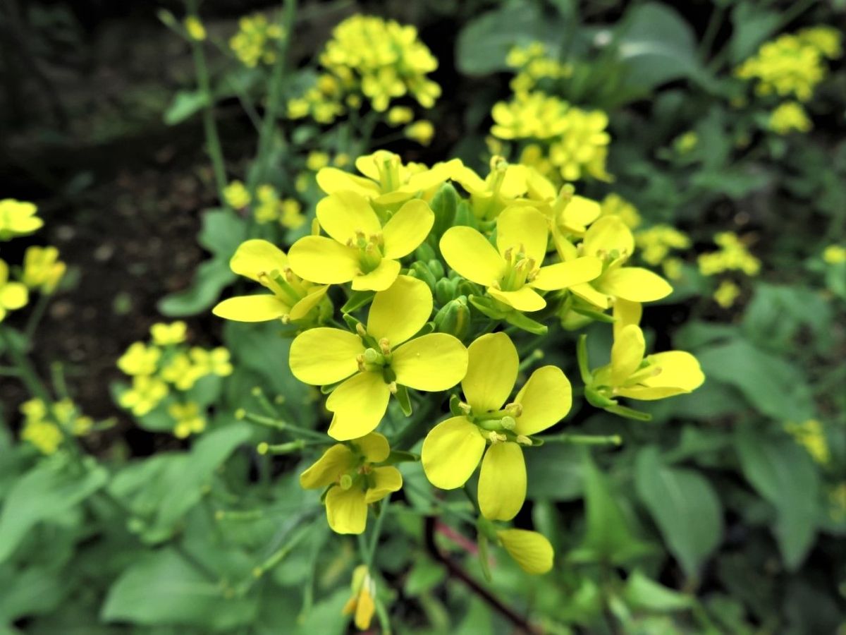 🌻今日の花たち🌻その59