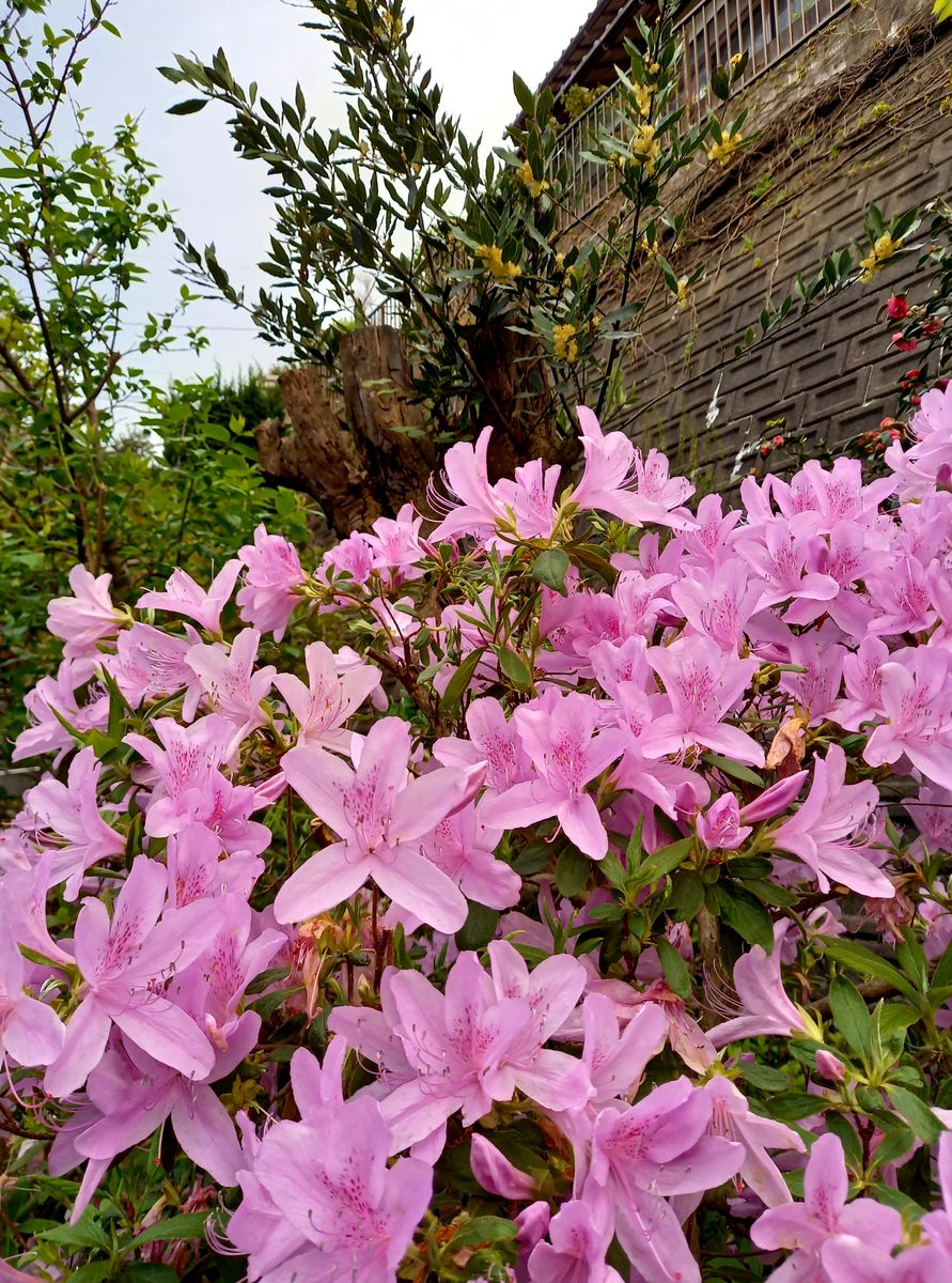 母の花木♪