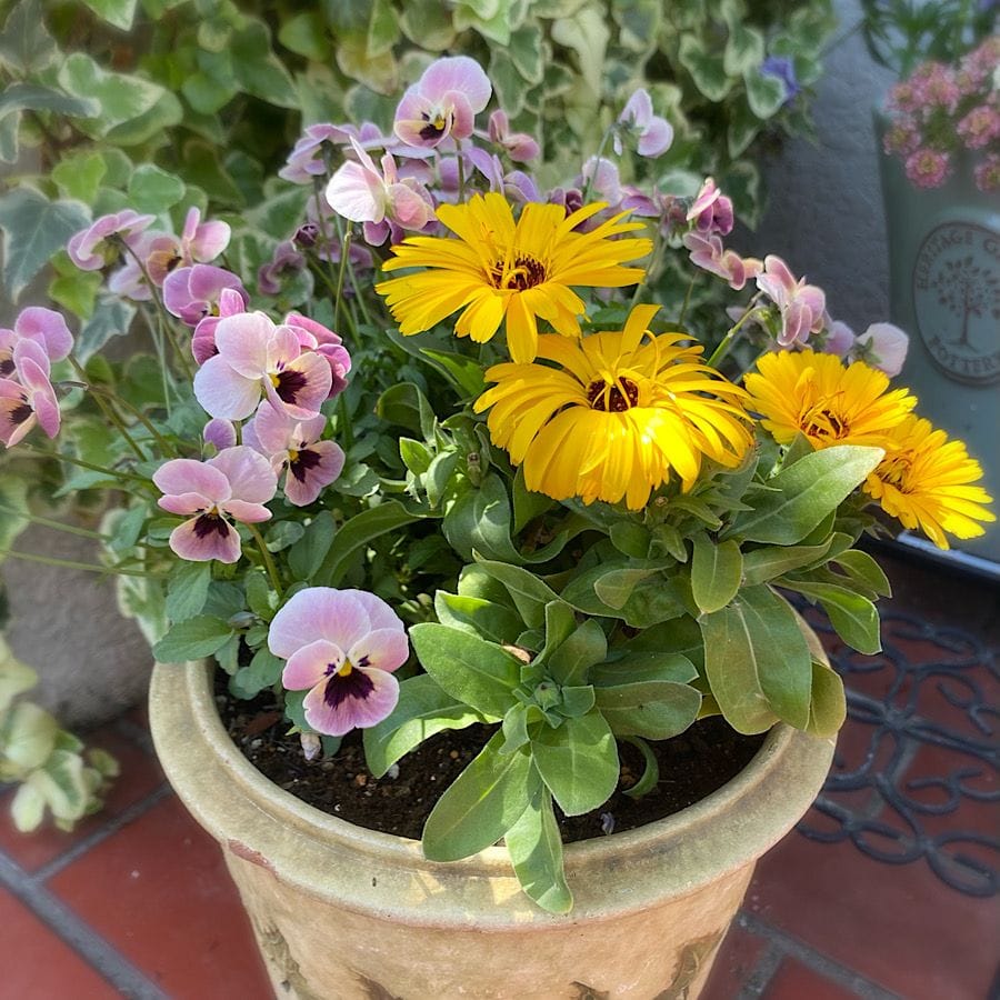 我が家のお花達♪ 寄せ植え編 その4