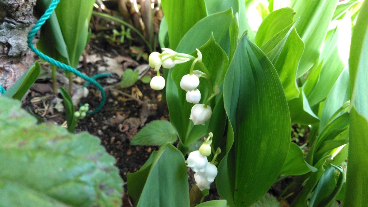 白いお花たち　　　(2)