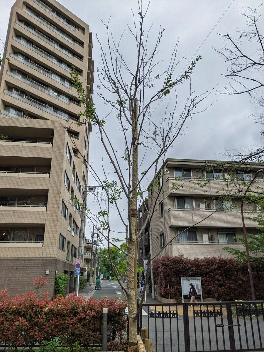 播磨坂でソメイヨシノ若木開花