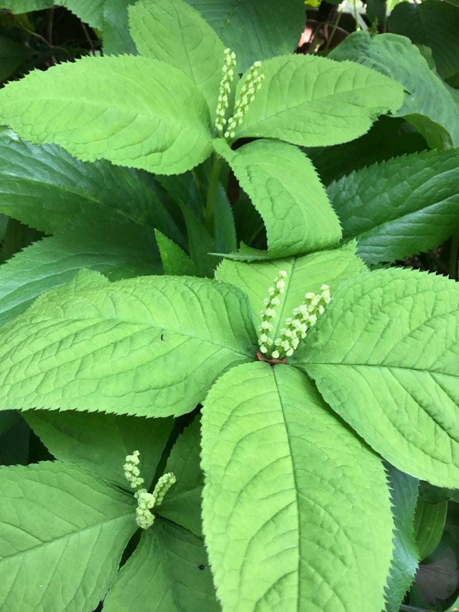 フタリシズカ　花穂が多い