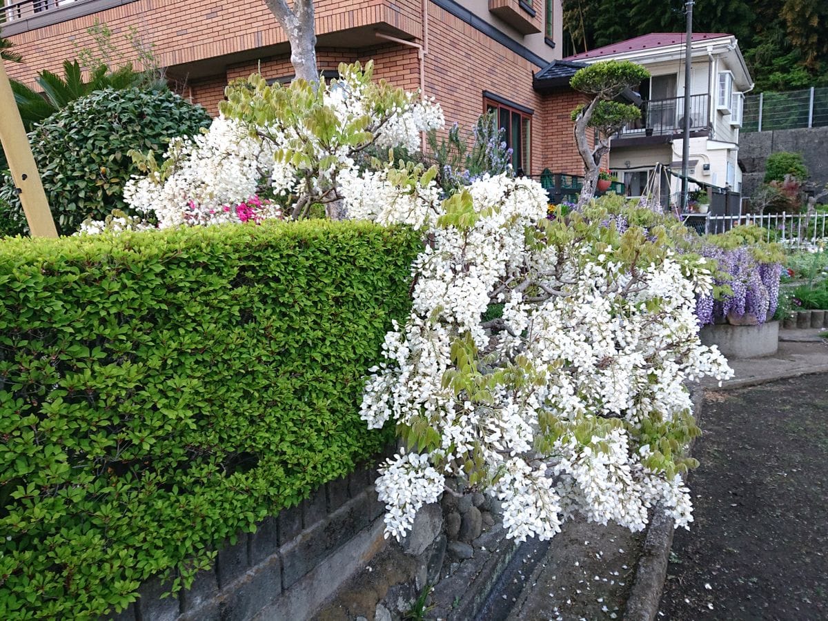 藤の花