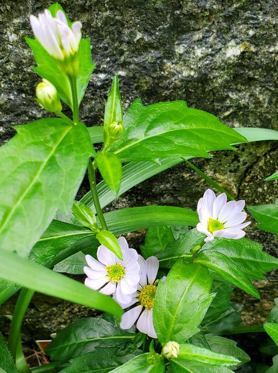 紫のお花とか💜