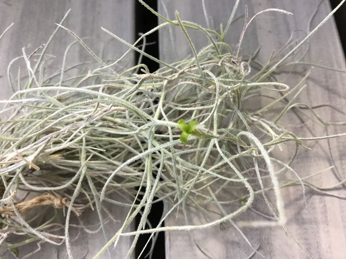 Tillandsia usneoides　チランジア　ウスネオイデス　開花