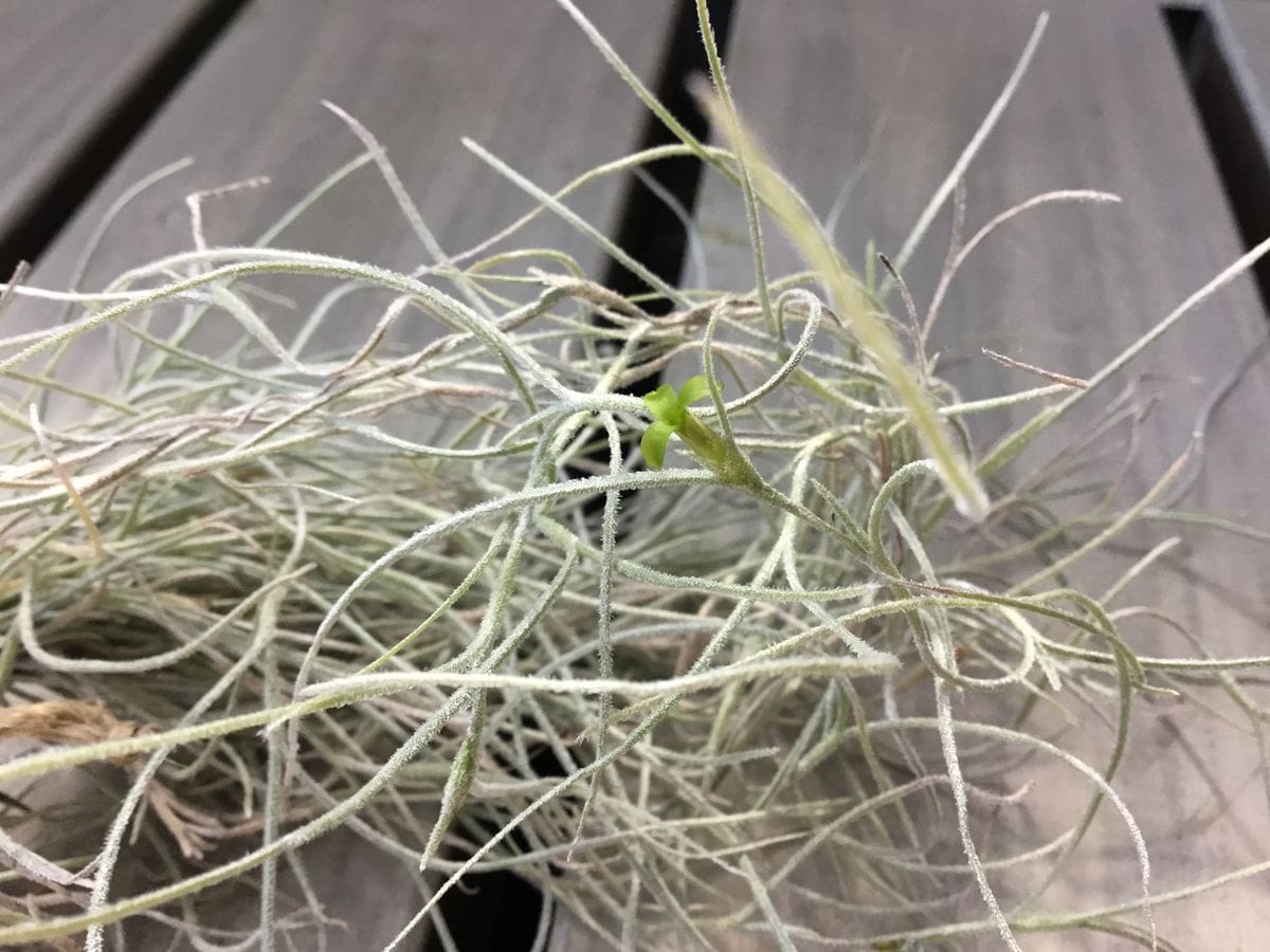 Tillandsia usneoides　チランジア　ウスネオイデス　開花