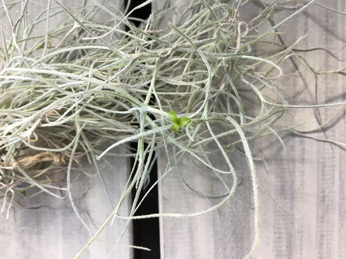 Tillandsia usneoides　チランジア　ウスネオイデス　開花