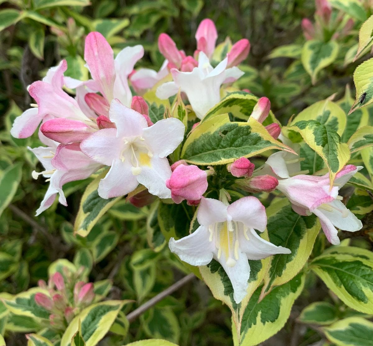 今日の花