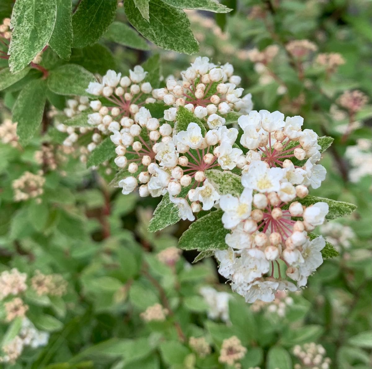 今日の花