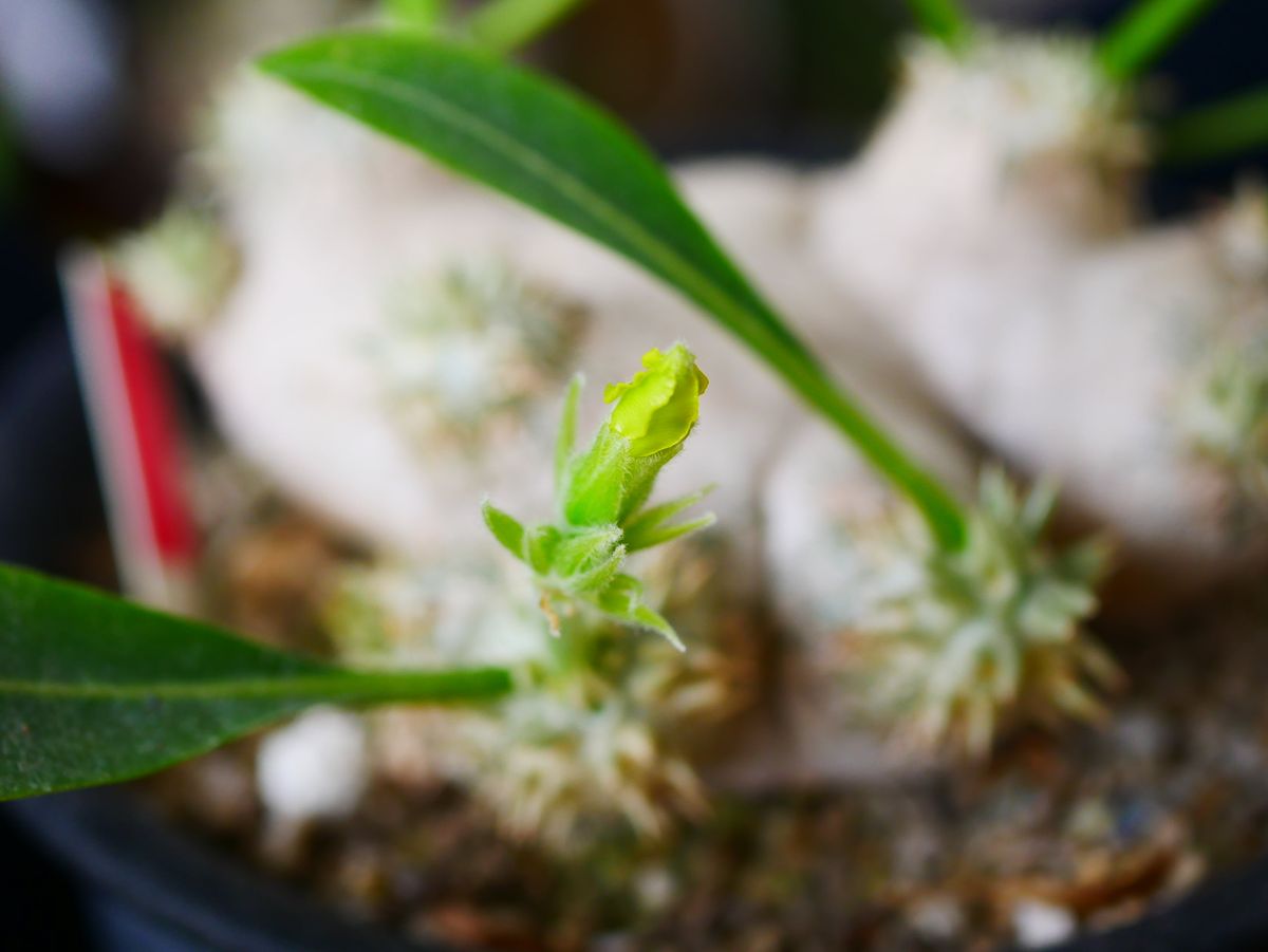 恵比寿笑いに花芽が