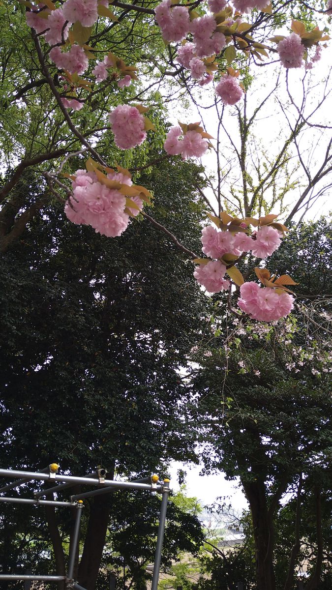 ☆桜の写真〜№２☆彡