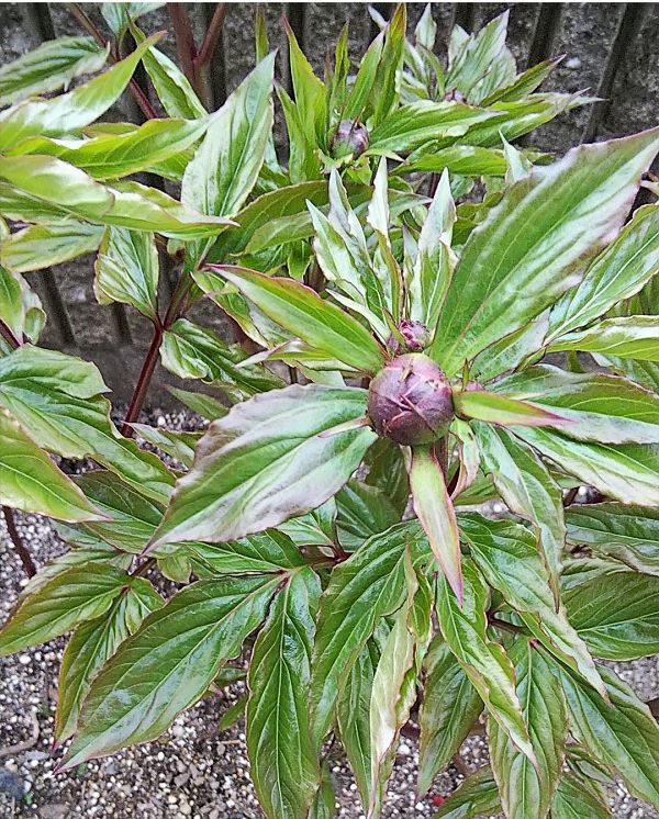 芍薬につぼみが！