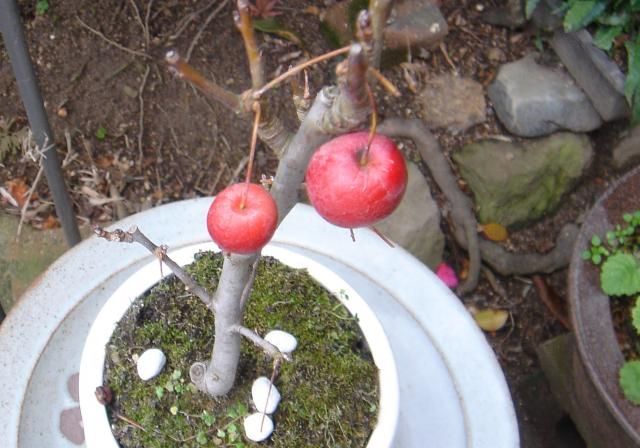 ヒメリンゴと紅梅