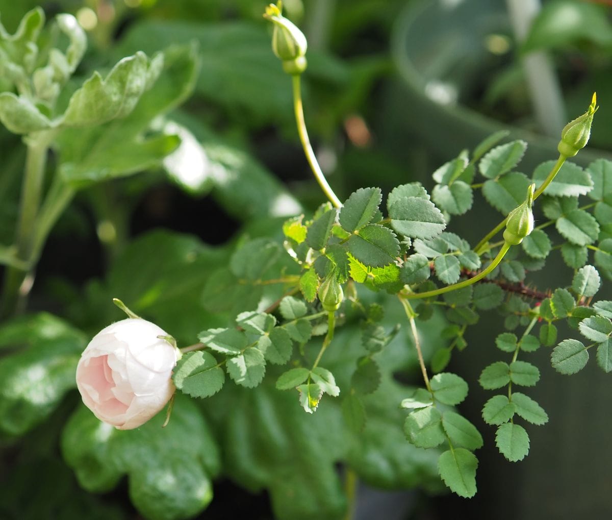 実生バラの初開花