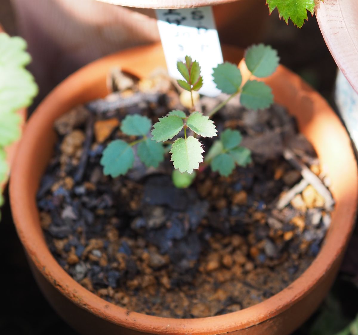 実生バラの初開花