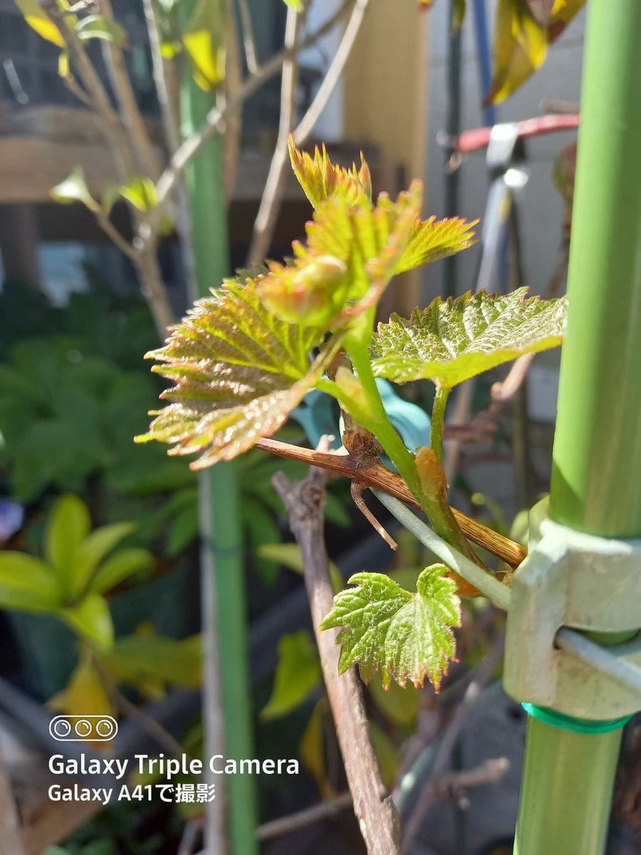 ブドウ🍇の新芽