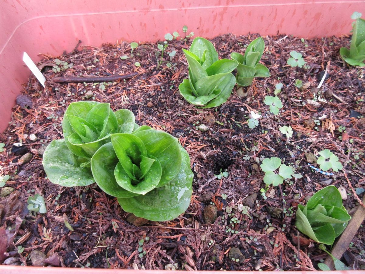 ノビネチドリ（山野草）の4月19日の様子です