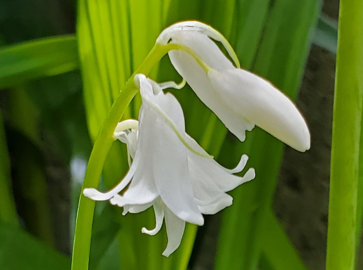 永遠の白い約束～(378)～