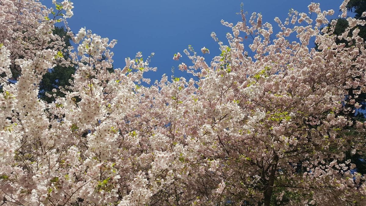 今日も同じ公園に行ってお花見