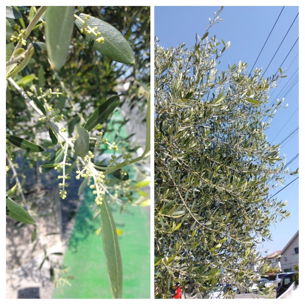 散歩道で見かけた植物！