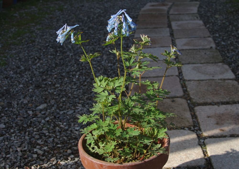 チャイナブルーが開花しました。