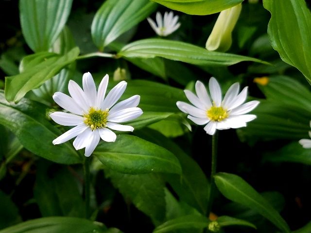 地植えの山野草たち