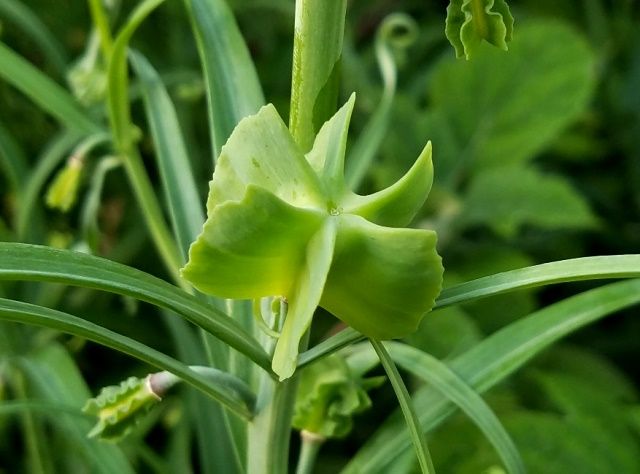 地植えの山野草たち