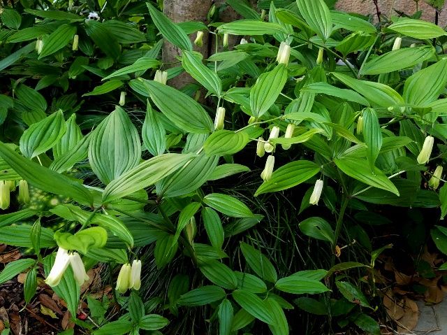 地植えの山野草たち