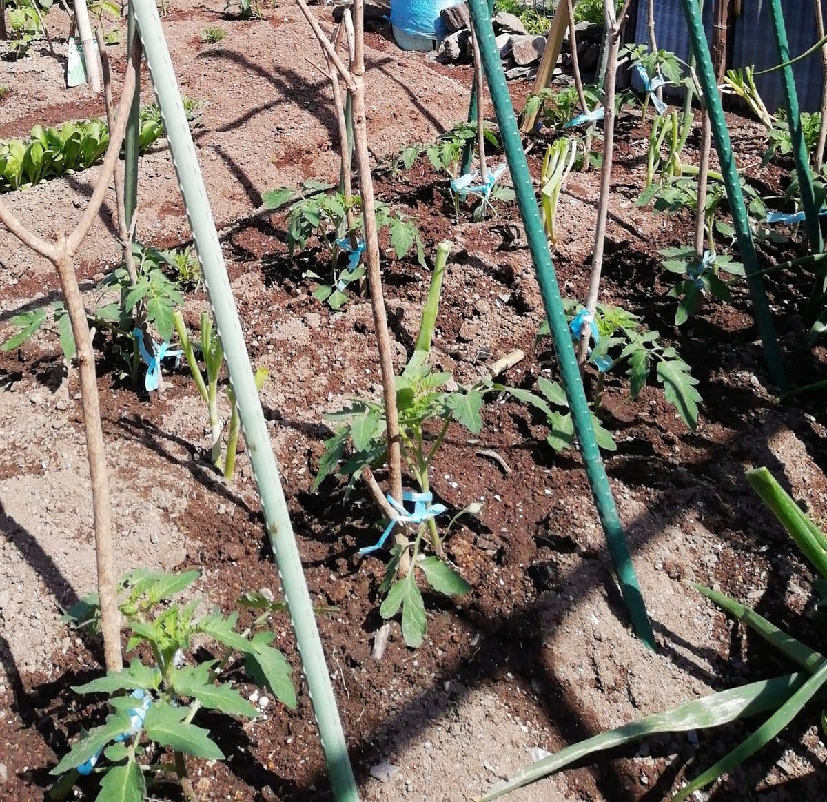 トマトの植え付け