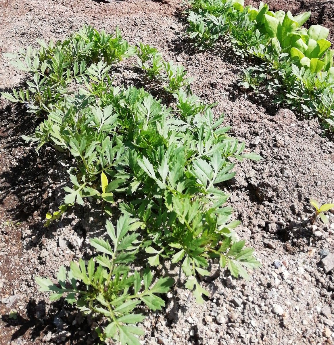 トマトの植え付け