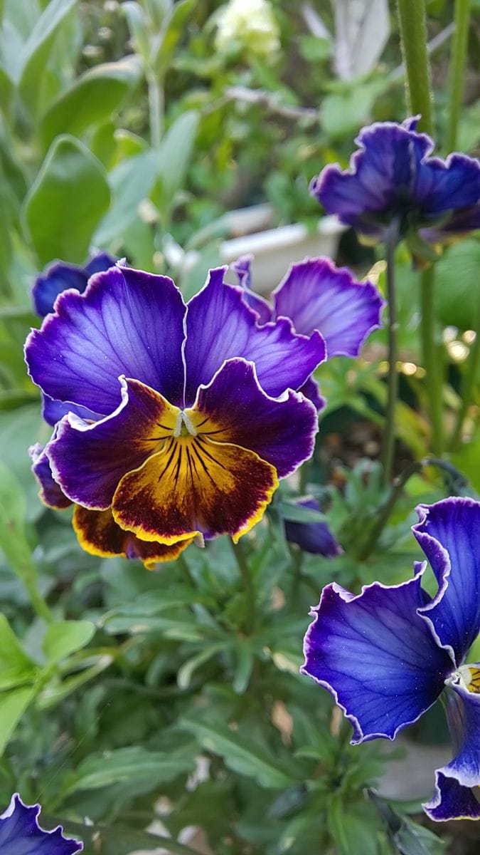 今日の庭  青～紫のお花  ～  4月19日