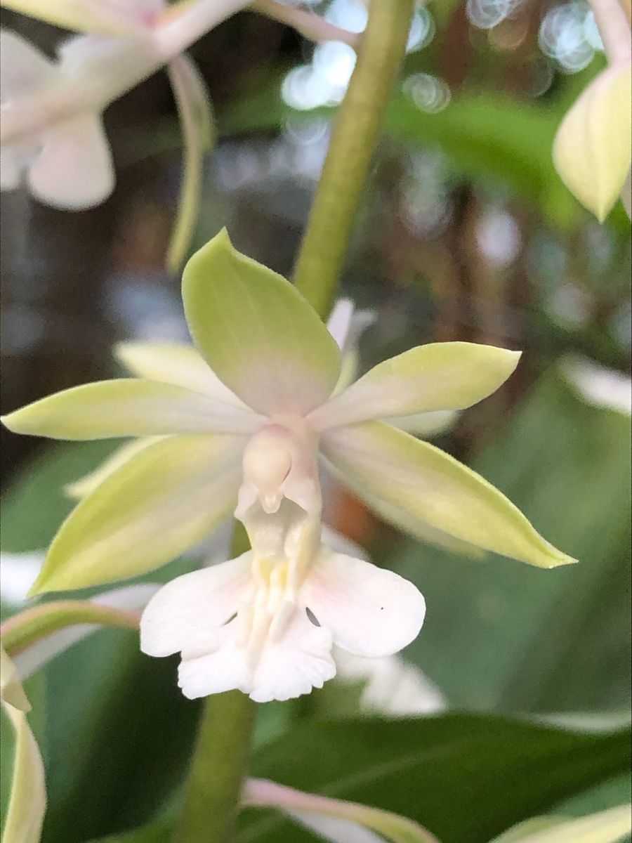 山芍薬が咲き始めました。