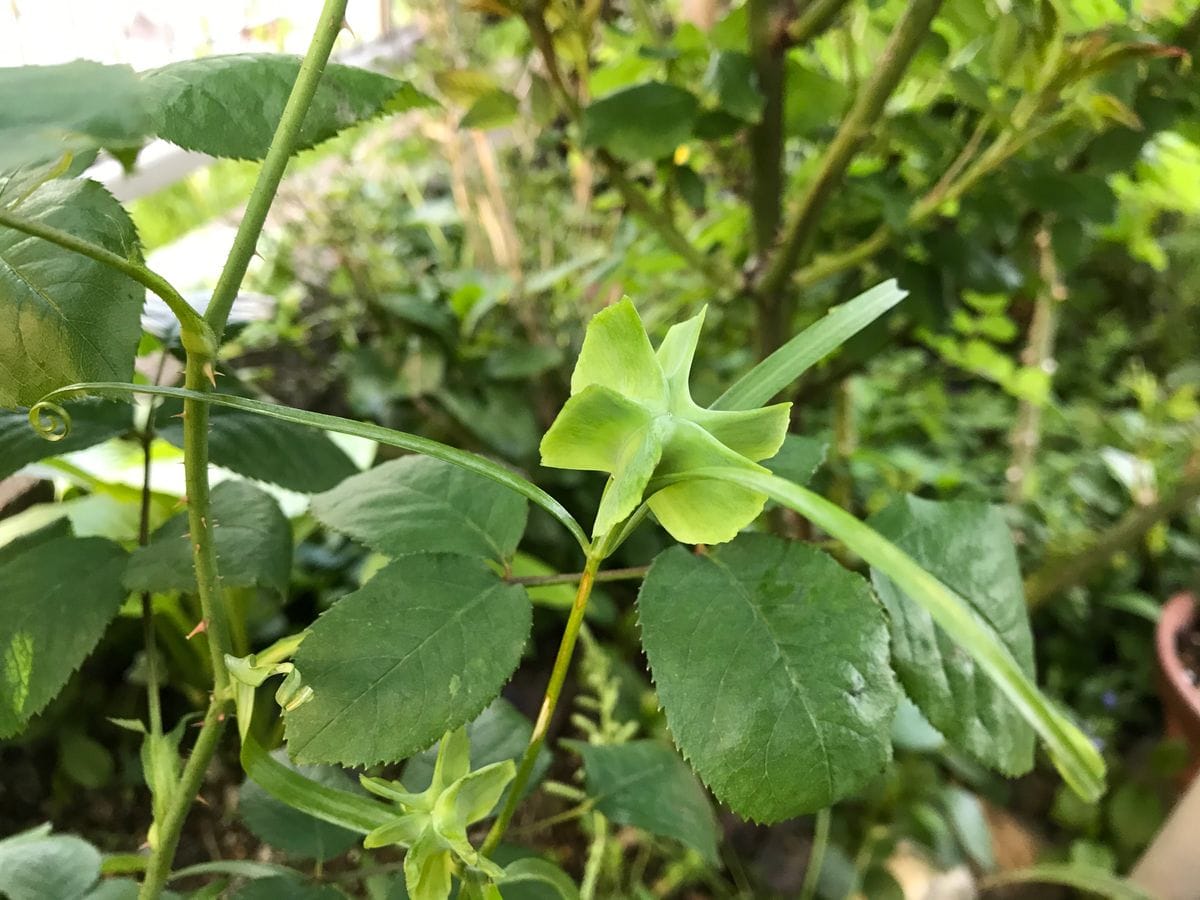 面白い種が付きました。