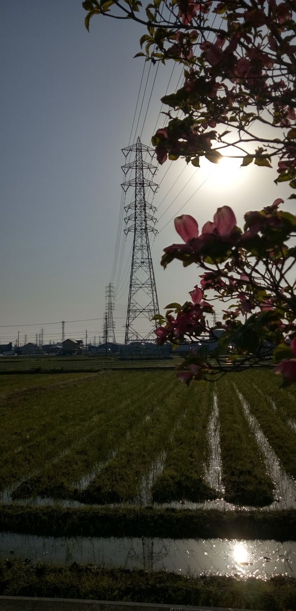 ☆ハナミズキと鉄塔☆