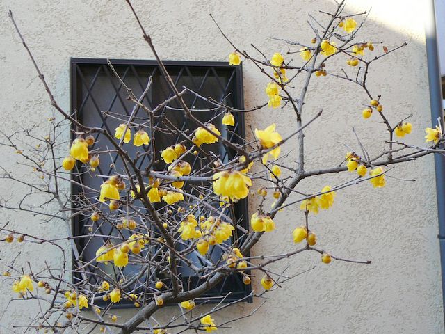 ロウバイの花の中の覗いて作業はかどらず