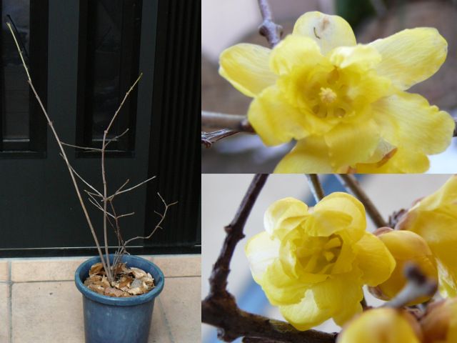 ロウバイの花の中の覗いて作業はかどらず