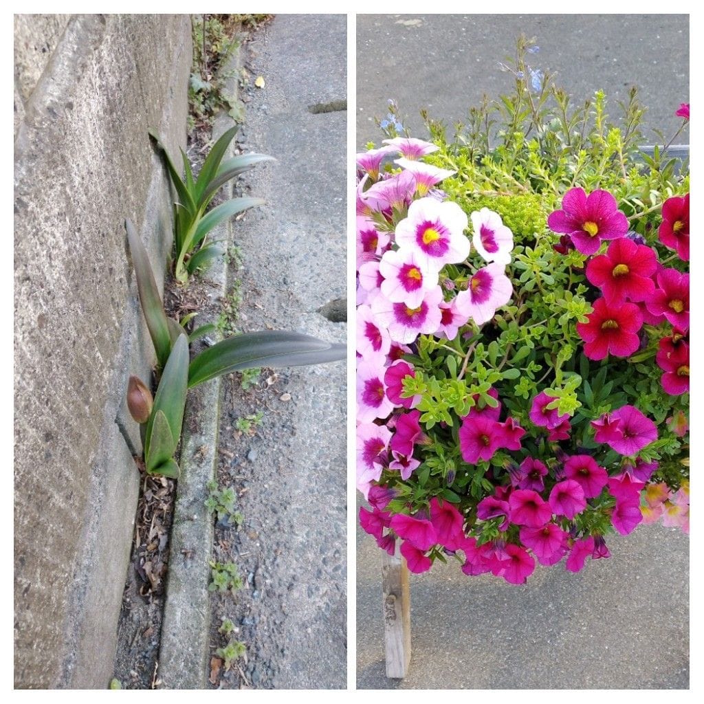 散歩道で見かけた植物