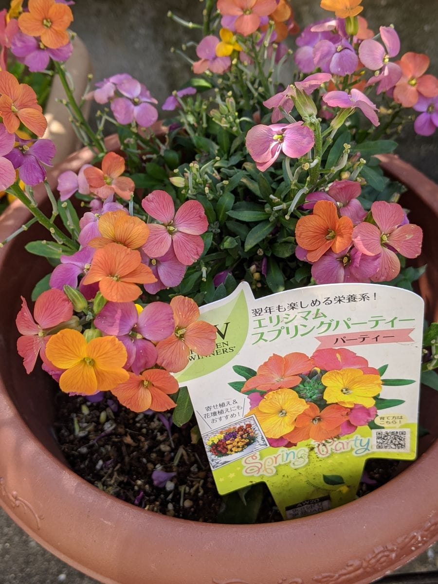 PWのお花がありました