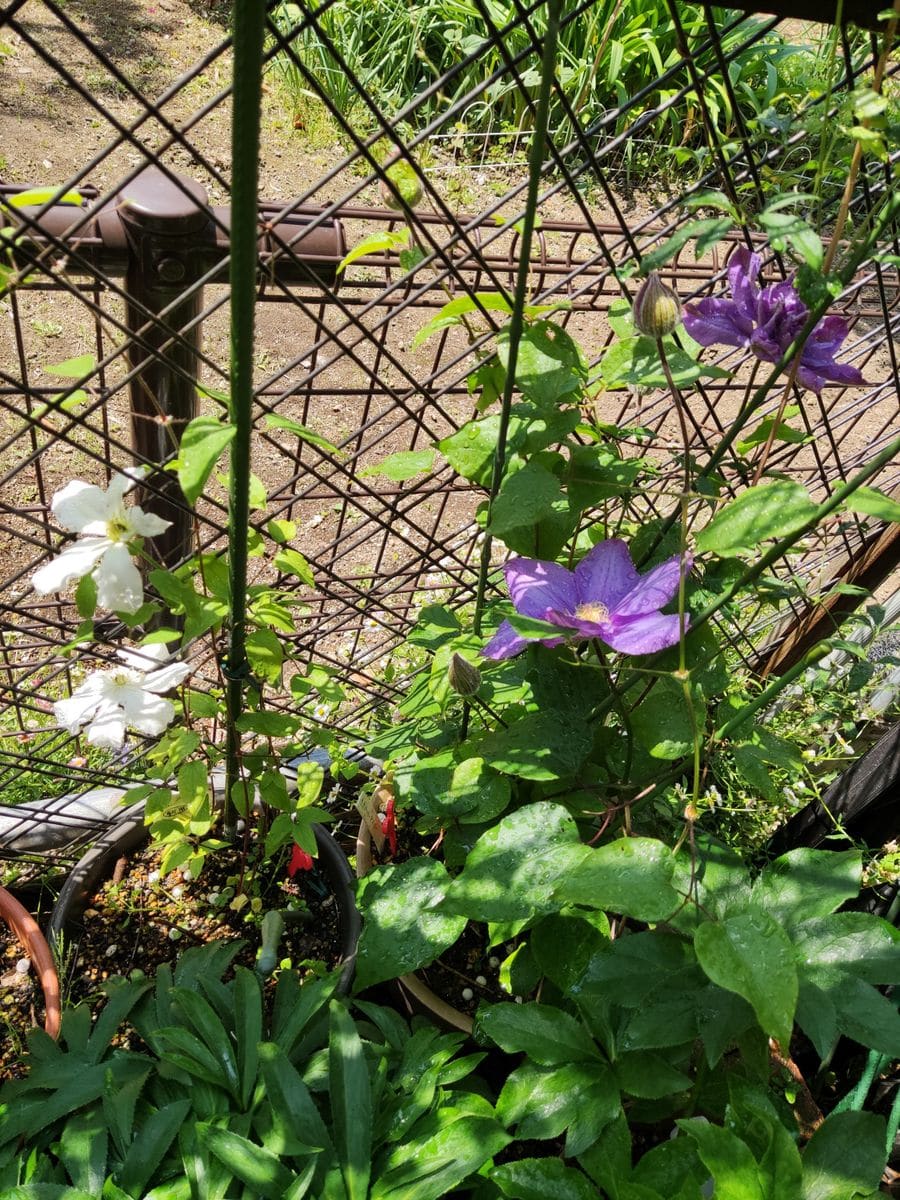 奥多摩コアジサイの初開花