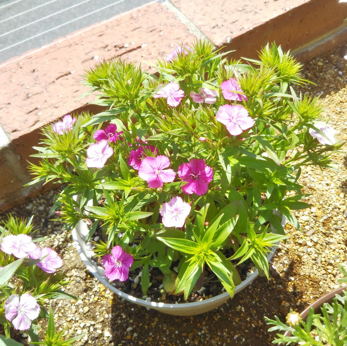 さし芽のナデシコ 咲いたよ♪