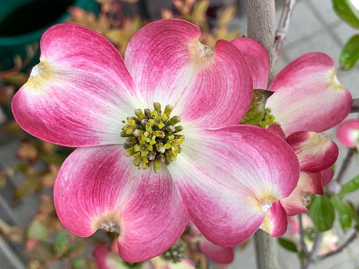 コレが『 花ミズキの花 』です！ 1️⃣