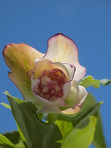 開き始めた蕾と固い蕾