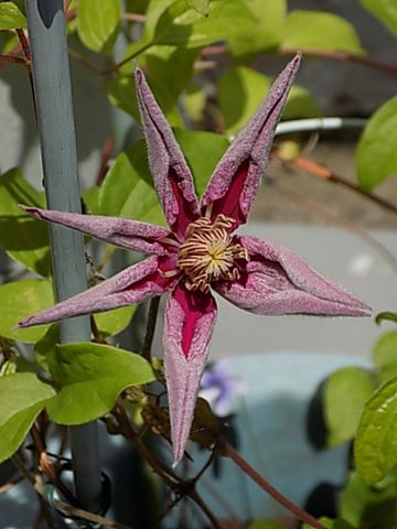 開き始めた蕾と固い蕾