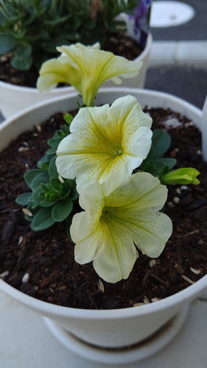 黄色💛のお花たち☺️